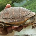 Terrapene nelsoni, spotted box turtle