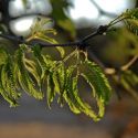 Prosopis velutina, velvet mesquite