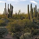 Central Gulf Coast sub-division of the Sonoran Desert