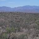 Chihuahuan desert scrub