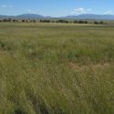 Grassland