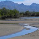 Mangrove Forest