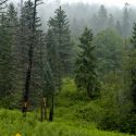 Mixed Conifer