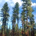 Pine forest vegetation community
