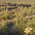 Sonoran Desert - Arizona Uplands Subdivision