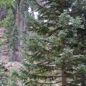 Spruce-fir vegetation community