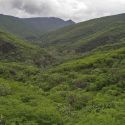 Sinaloan thorn-scrub