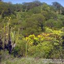 Tropical Deciduous Forest (TDF) - ©AZ/Sonora Desert Museum, Mark Dimmitt 1991