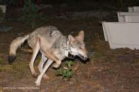 Mexican Grey Wolf released in Sonora (©2011 SEMARNAT) Young Mexican Grey Wolf released in Sonora (All rights reserved by SEMARNAT)