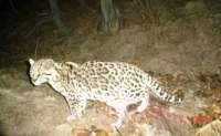 3rd image of the resident ocelot in the Huachuca Mountains