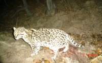 New ocelot photo 3rd image of the resident ocelot in the Huachuca Mountains