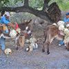 Burros haul the piñas or cabezas from the monte.