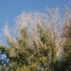 Frost killed foliage on Ficus, Rio Aros/Yaqui