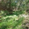 Lush riparian area in Double R Canyons, Galiuro Mountains