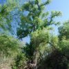 Huge cottonwood in Double R Canyons, Galiuro Mountains