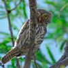Cactus Ferruginous Pygmy-owl, Glaucidium brasilianum cactorum