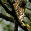 Cactus Ferruginous Pygmy-owl, Glaucidium brasilianum cactorum