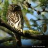 Cactus Ferruginous Pygmy-owl, Glaucidium brasilianum cactorum