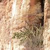 Rock fig, organ pipe, and Lysiloma microphylla, Cajón del Agua, Sonora