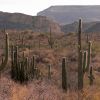 Desert flats near mouth of Cajón del Agua, Sonora