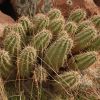 Echinocereus triglochidiatus var. arizonicus (Arizona Hedgehog)