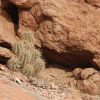 Echinocereus triglochidiatus var. arizonicus (Arizona Hedgehog)