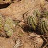 Echinocereus triglochidiatus var. arizonicus (Arizona Hedgehog)