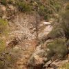 Gaan Canyon (Devil's Canyon) riparian vegetation, sycamore tree