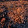 Sunset, , Pinacate Biosphere Reserve