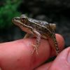 Lowland leopard frog, Rio Aros and Yaqui Biological Inventory, 2005