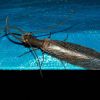 , Rio Aros and Yaqui Biological Inventory, 2005