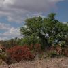 Sierra de los Ajos, Sonora