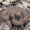 Crotalus willardi willardi