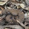 Crotalus willardi willardi