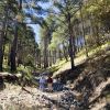 Pine forest - Sierra Purica, Sonora