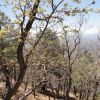 Sierra Purica, Sonora