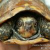 Terrapene nelsoni, spotted box turtle (©Samia Carrillo)