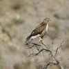 Red-tailed Hawk perched