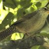 Sinaloa Wren, Sonora