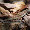 Aspidoscelis costata barrancorum