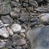 Thamnophis cyrtopsis- black-necked gartersnake