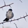 black-tailed gnatcatcher