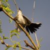 Black-tailed gnatcatcher