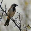 black-throated sparrow