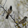 Pair of black-throated sparrows on Celtis pallida