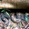 Boa constrictor