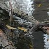 Boa constrictor
