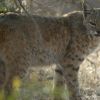 Sonora Desert bobcat