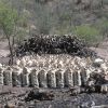 Charcoal operation - cutting and partial burning of mesquite, Sonora