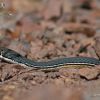 Coluber bilineatus